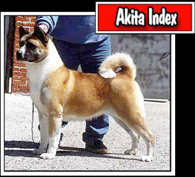Here you entered in the Index of our Akitas